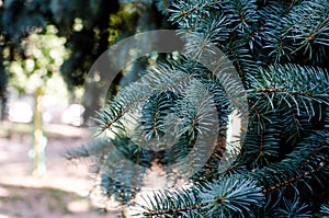 Fir tree, background for christmas design