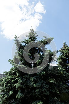 Fir tree on blue sunny sky background. ecology. summer or winter.