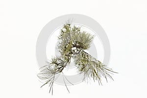 Fir Tree border over white