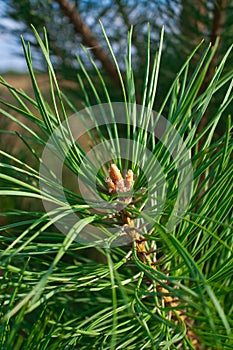 Fir-tree branch