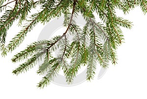 Fir tree branch