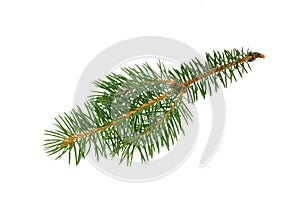 Fir tree branch