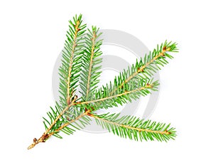 Fir tree branch