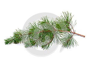 Fir tree branch