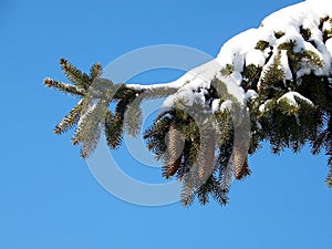 Fir-tree Branch