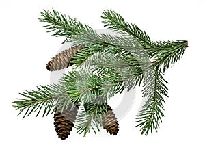 Fir tree branch