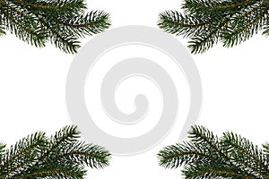 Fir tree branch