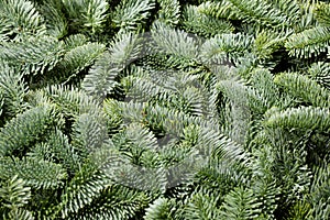 Fir tree branch background