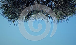 Fir Tree Branch and blue sky