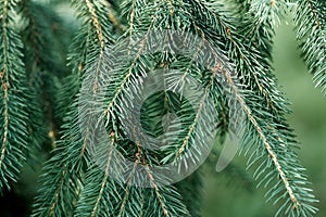 Fir tree branch close up. Shallow focus.