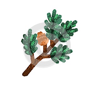 Fir tree branch with cone. Green spruce twig. Christmas winter design element. Coniferous pine plant stalk with pinecone photo