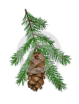 Fir tree branch with cone isolated on white background.