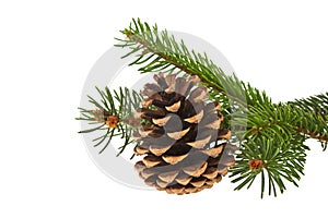 Fir tree branch with cone isolated on white background. Christmas decoration