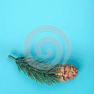 Fir tree branch with cone laying on pastel green metal table.