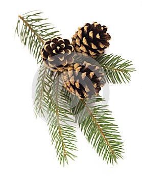 Fir-tree branch with cones