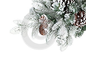 Fir tree branch with cones covered with snow