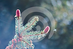 Fir tree branch with cones and a fly