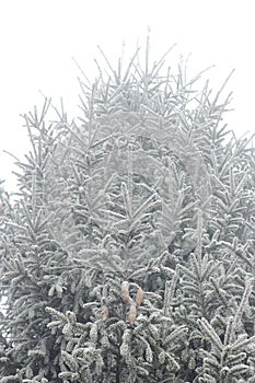 Fir tree branch with cones hoarfrosted with rime in the forest nature background
