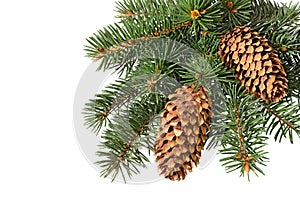 Fir tree branch with cones isolated. Pine branch. Christmas ornament