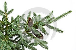 Fir tree branch with cones isolated on white