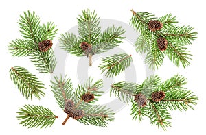 Fir tree branch with cones isolated on white background