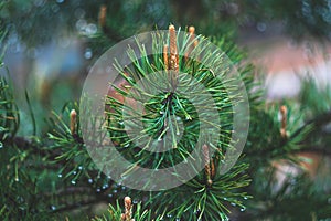 Fir tree branch with cones. Raindrops on spruce needles. Green pine branch close-up on green natural background. Pine tree. Abstra