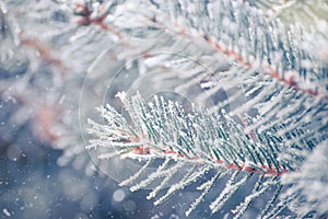 Fir-tree Branch Covered with Frost. Christmas Card with Winter Background.