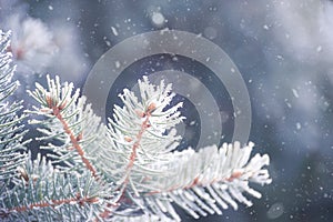 Fir-tree Branch Covered with Frost. Christmas Card with Winter Background.