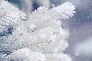 Fir-tree Branch Covered with Frost. Christmas Card with Winter Background.