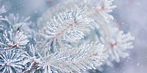 Fir-tree Branch Covered with Frost. Christmas Card with Winter Background.