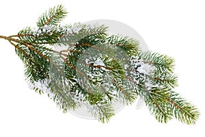 Fir tree branch covered with snow