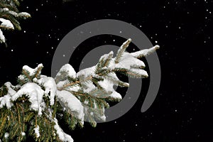 Fir tree branch covered with snow at night
