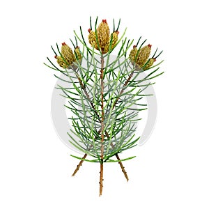 Fir tree branch decorative elemenet. Watercolor illustration. Hand drawn winter holiday element. Fir tree branch with