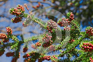 Fir tree branch detail with pine cones of the new season