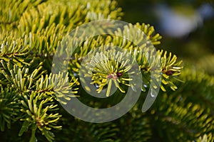 Fir-tree branch