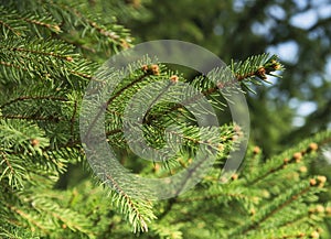 Fir Tree Branch