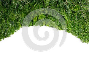 Fir tree branch frame on white