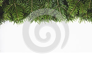 Fir tree branch frame on white