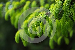 Fir tree branch with fresh young green shoots in springtime. Selective soft focus.