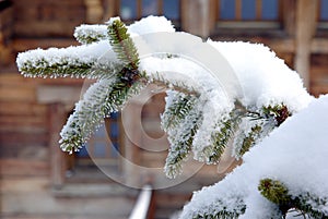 Fir-tree branch in front of a chalet