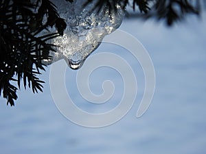 Fir tree branch with ice piece, Lithuania