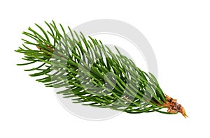 Fir tree branch isolated