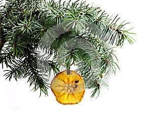 Fir tree branch isolated with dry slice of apple