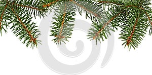 Fir tree branch isolated. Pine branch. Christmas ornament