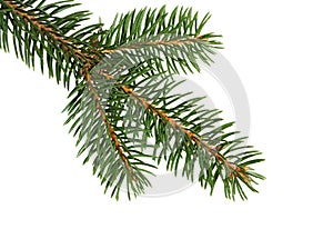 Fir tree branch isolated. Pine branch. Christmas ornament