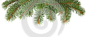 Fir tree branch isolated. Pine branch. Christmas ornament