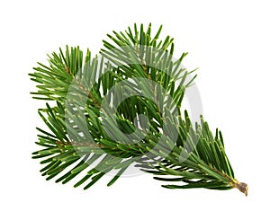 Fir tree branch isolated on white