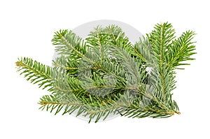 Fir tree branch isolated on white