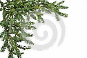 Fir tree branch isolated on white