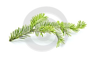 Fir tree branch isolated on white background